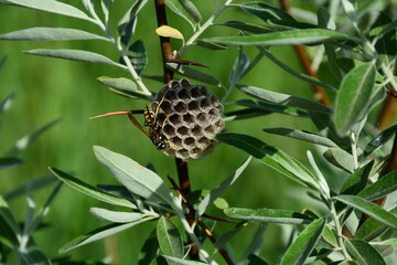 A wasp builds a nest on a branch of a bush