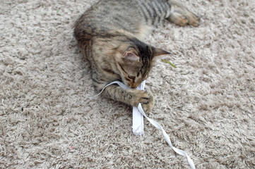 gray kitten is playing with a crumpled piece of paper. A curious cat is playing with a piece of paper