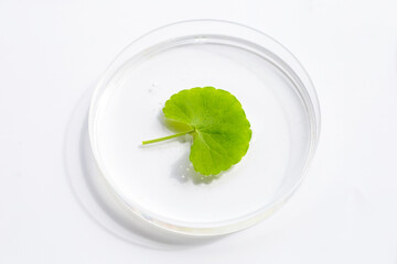 Fresh leaves of gotu kola in petri dishes on white background.