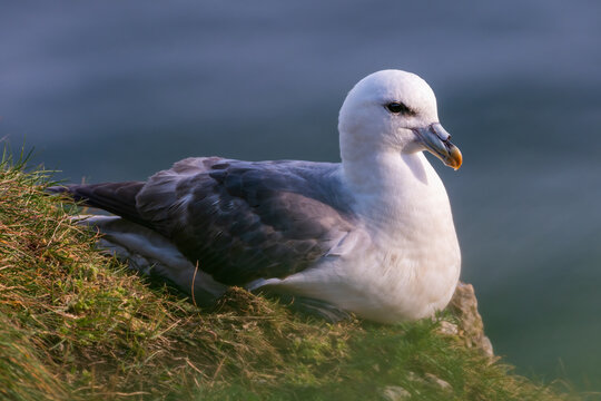 Northern fulmar (Fulmarus glacialis) nesting on a cliff, Yorkshire coast, UK. Beautiful seabird portrait.