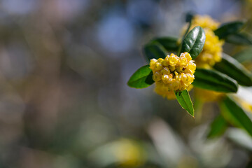 Japanese barberry. Yellow flowers. Berberis thunbergii. Flowering of Thunberg's barberry. Group of beautiful small yellow petal flowers in bloom