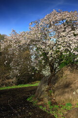 岩手県奥州市　満開の小菅生石割桜