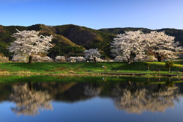 Obraz premium 岩手県遠野市 青空と桜並木