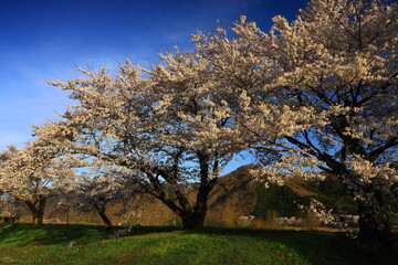 Obraz premium 岩手県遠野市 青空と桜並木