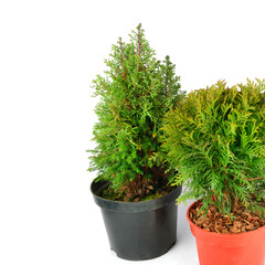 Cypress and thuja in flowerpot pot isolated on white .Place for your text.
