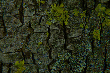 dark background of the bark of an old tree with lichen and moss, light focus, blur