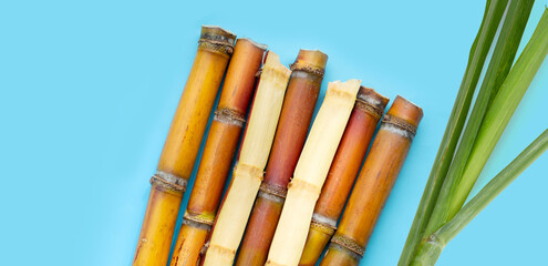 Sugar cane on blue background.