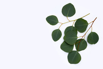 Obraz premium Green leaves of eucalyptus on white