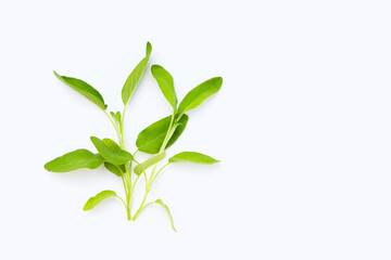 Sage leaves on white background.