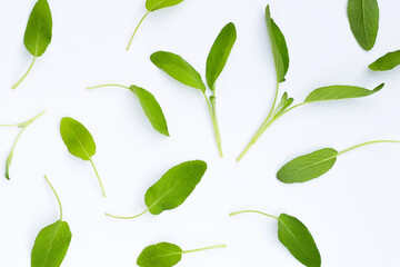 Sage leaves on white background.