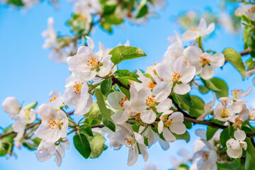 Apple trees in bloom. Delicate flowers on the branches of an apple tree against the blue sky. Close-up