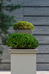 東京六本木4丁目のグリーンボール