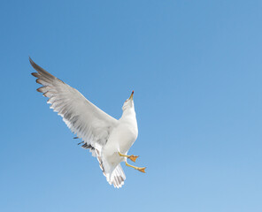 Flying seagull over blue sky.