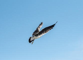 Flying seagull over blue sky.