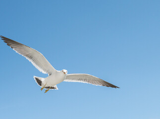 Fototapeta na wymiar Flying seagull over blue sky.