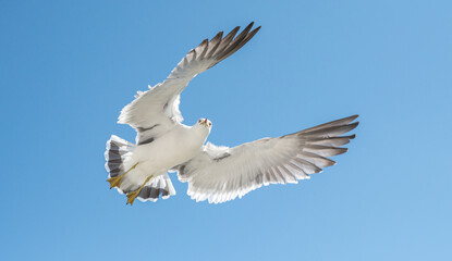 Flying seagull over blue sky.