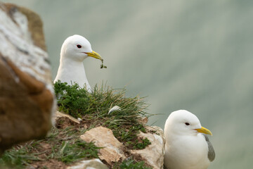 Pair of kittiwakes (Rissa tridactyla) nesting on the cliffs, Yorkshire coast, UK. Beautiful nesting bird portrait in spring.