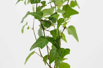 plant isolated on white