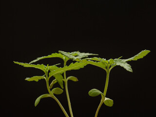 Cannabis seedling against a black background