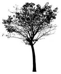 Tree silhouette isolated on white background
