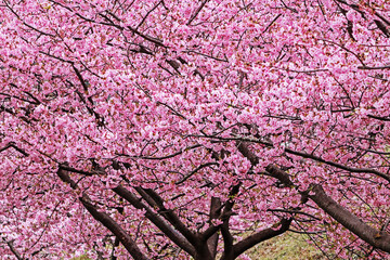 The pink sakura cherry blossom flower in Japan