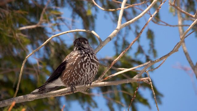 spotted nutcracker sitting on a branch against the blue sky Tatra National Park. Zakopane, Poland