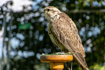 The Saker Falcon (Falco cherrug), stands on a stand in the garden