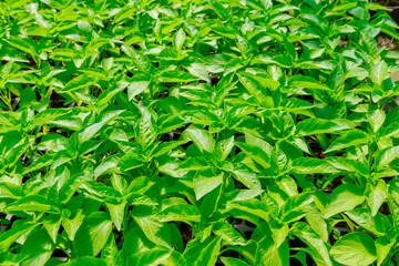 The sun shines on the pepper seedlings in the greenhouse.