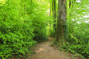 Fototapeta na wymiar Hiking trail Mullerthal Trail, Luxembourg