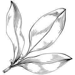 Vintage botanical sketch of fennel isolated on white background. Hand drawn vector illustration. Retro style.