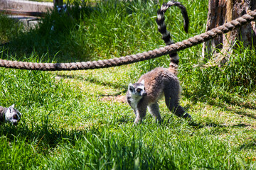 Lemur in Tbilisi zoo, Georgia