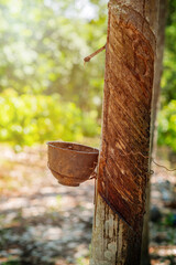 Rubber tree plantation harvesting in a organic farm.
