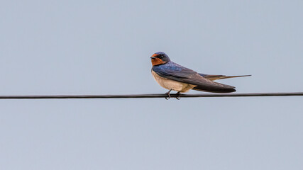 Barn swallow (Hirundo rustica) perched on wire, Yorkshire, UK. Cute spring bird portrait. 