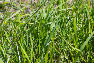 Obraz premium Green grass background, sunlight and green color, shadows and lights