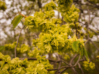 An mehreren kleinen Ästen reift der Samen der Bergulme (Ulmus glabra).
