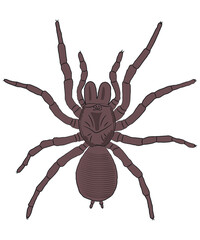 SPIDER CUSTOMIZED ARTIST TSHIRT DESIGN