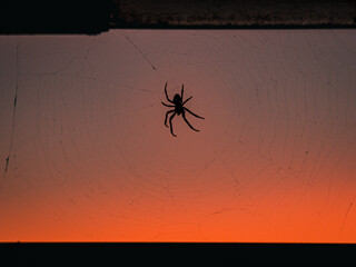 spider on the web