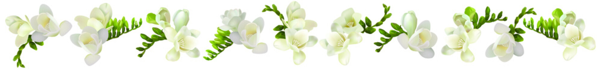 Set of beautiful white freesia flower. Lots of flowers. Printing for textiles. Spring white flowers. Summer delicate flowers - obrazy, fototapety, plakaty