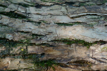 Tree bark close-up. Background image. Textures.