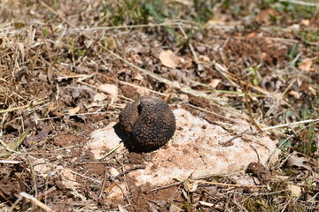 Beautiful black truffle freshly found in a limestone soil suitable for the production of truffles.