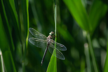 Dragonfly on green grass. Dragonfly and bamboo