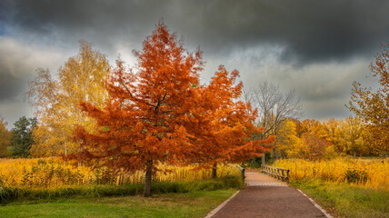 Fototapeta premium herbst, baum, fall, natur, landschaft, baum, park, blatt, wald, himmel, gras, garden, blatt, jahreszeit, bank, holz, rot, hölzern, laub, ausserhalb, gelb, bäuerlich, blau, bahn, schönheit
