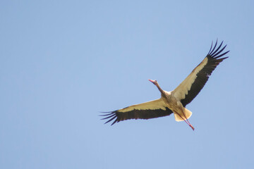 Stork in the sky. White stork flies in the sky. Beautiful birds with big wings.