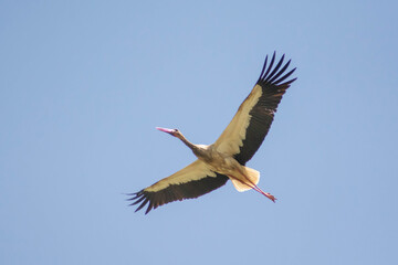 Stork in the sky. White stork flies in the sky. Beautiful birds with big wings.