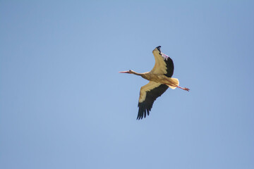 Stork in the sky. White stork flies in the sky. Beautiful birds with big wings.