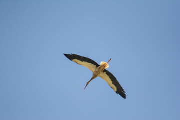 Stork in the sky. White stork flies in the sky. Beautiful birds with big wings.