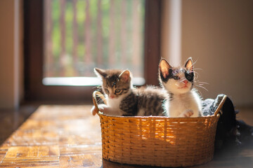 Fototapeta na wymiar two little cute multicolored newborn kittens in a wicker basket at home
