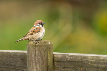 Eurasian tree sparrow (Passer montanus) perched on a fence in spring. Cute British bird portrait. 