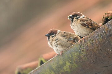 Eurasian tree sparrows (Passer montanus) nesting on a roof in spring, Yorkshire, UK. Cute British bird portrait.