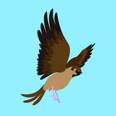 Sparrow spread its wings in flight